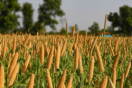 Unlocking a Treasure Trove: The Health Benefits of Millets.