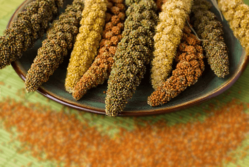 The Eco-Friendly Impact of Millet Farming